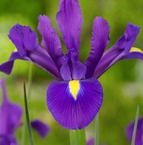 Meet your Posher, Colleen